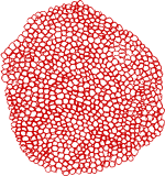 red lace